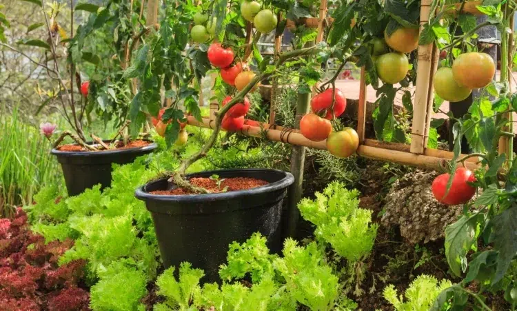 plantes compagnes pour les tomates