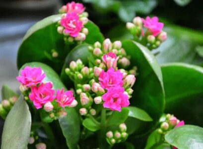 plantes grasses fleuries 2023