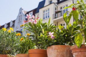 plantes plein soleil sans arrosage balcon