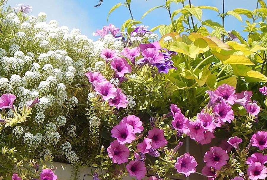 plantes plein soleil sans arrosage