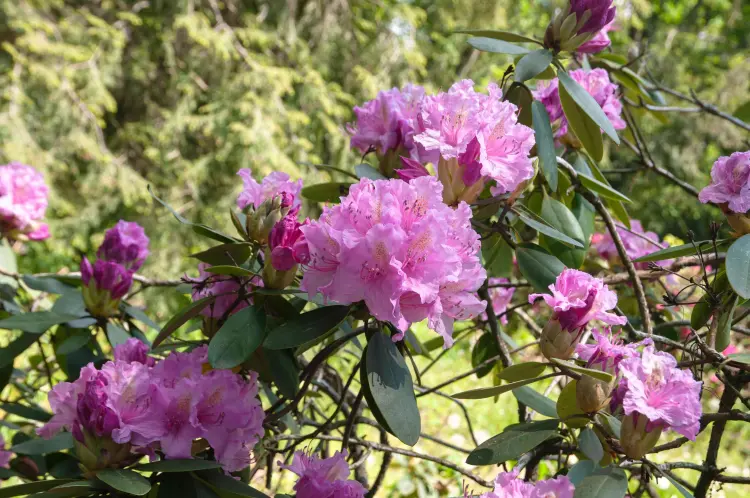 plantes pour jardin orienté nord qui aiment l'ombre rhododendron culture