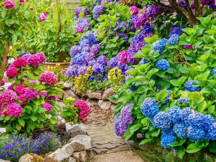 plantes pour sol acide hortensia bleu jardin