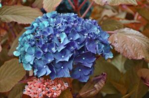 plantes pour sol acide lesquelles choisir jardin