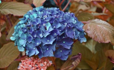 plantes pour sol acide lesquelles choisir jardin