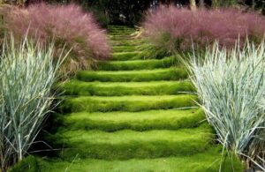 plantes pour stabiliser le sol
