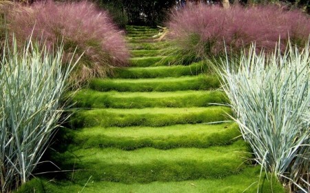 plantes pour stabiliser le sol