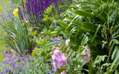 plantes qui résistent au vent jardin balcon