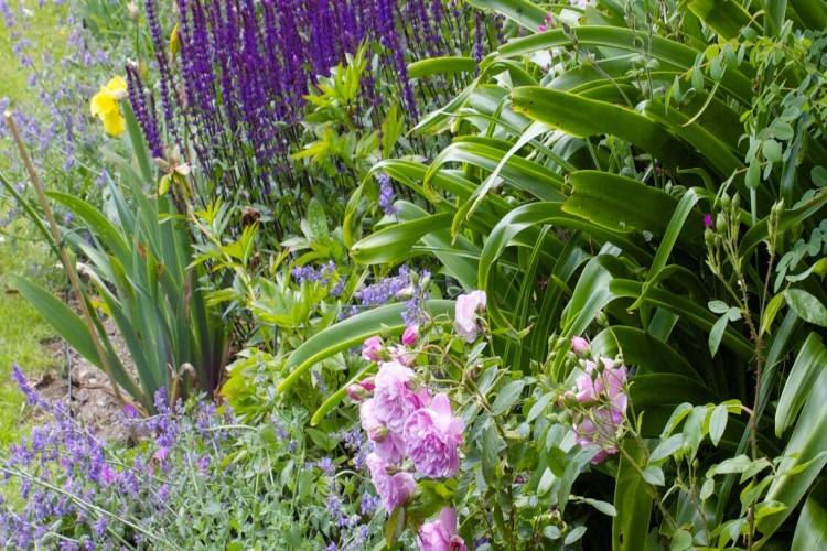 plantes qui résistent au vent jardin balcon