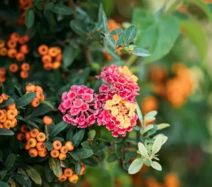 plantes toxiques à éviter au jardin lantanier