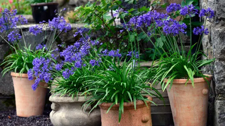 plantes vivaces en pot extérieur fleurs pas cher balcon terrasse soleil ombre