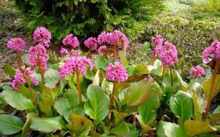 plantes vivaces ombre feuillage persistant fleurs entretien facile bergénies