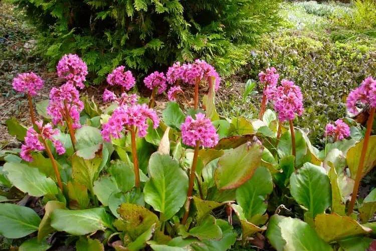 plantes vivaces ombre feuillage persistant fleurs entretien facile bergénies