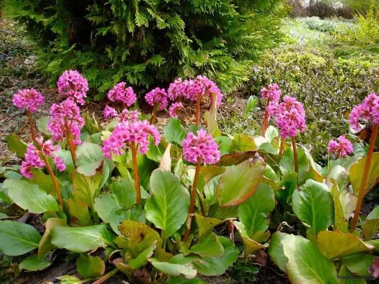 plantes vivaces ombre feuillage persistant fleurs entretien facile bergénies