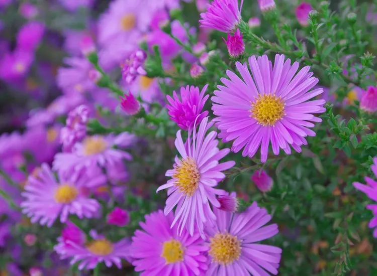 plantes vivaces pour massif plein soleil aster violet