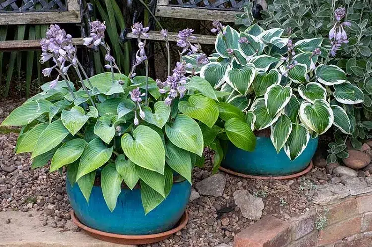 plantes vivaces retombantes pour pot fleurs hosta en pot culture entretien