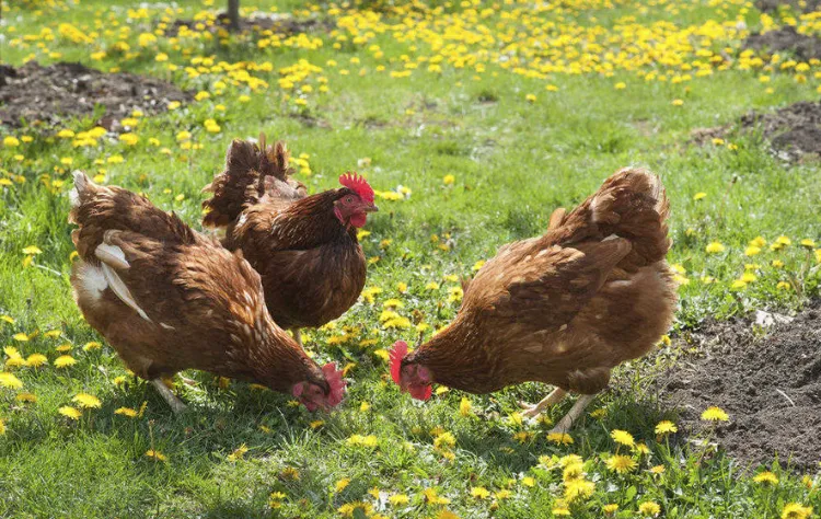 poules dans le jardin pour détruire prévenir pissenlits dans pelouse naturellement