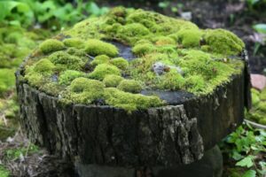 pourauoi il y a de la mousse dans mon jardin