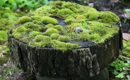 pourauoi il y a de la mousse dans mon jardin
