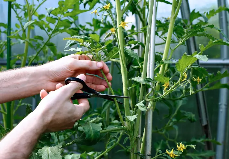 pourquoi effeuiler les plants de tomates quelle feuille enlever conseils technique taille effeuillage plant tomate pleine terre pot