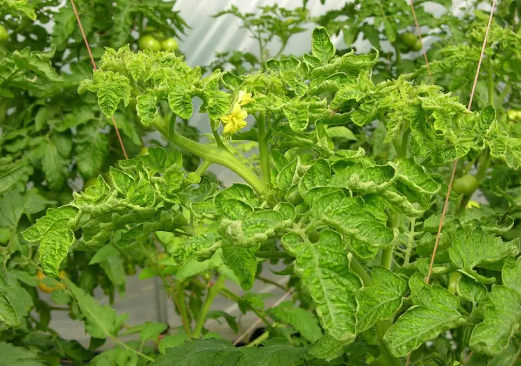 pourquoi feuilles enroulent maladie virus des feuilles jaunes en cuillère de la tomate
