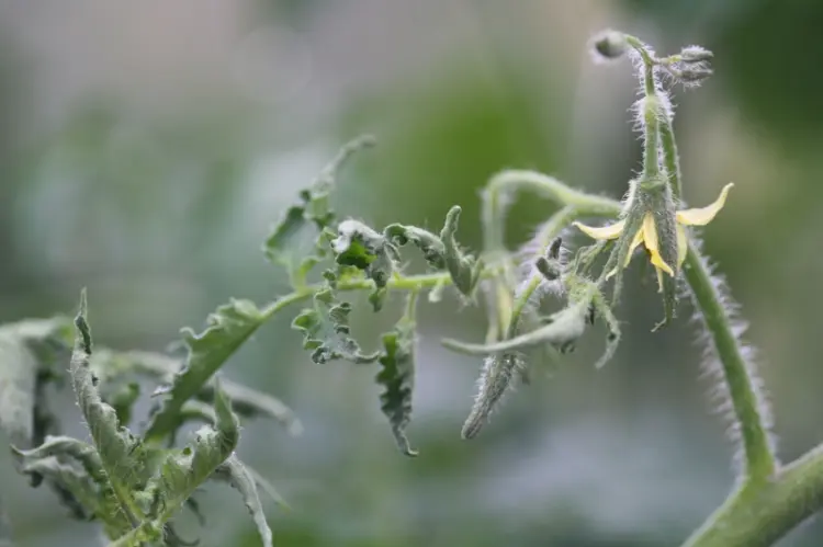 pourquoi feuilles tomates enroulées causes maladies courantes solutions