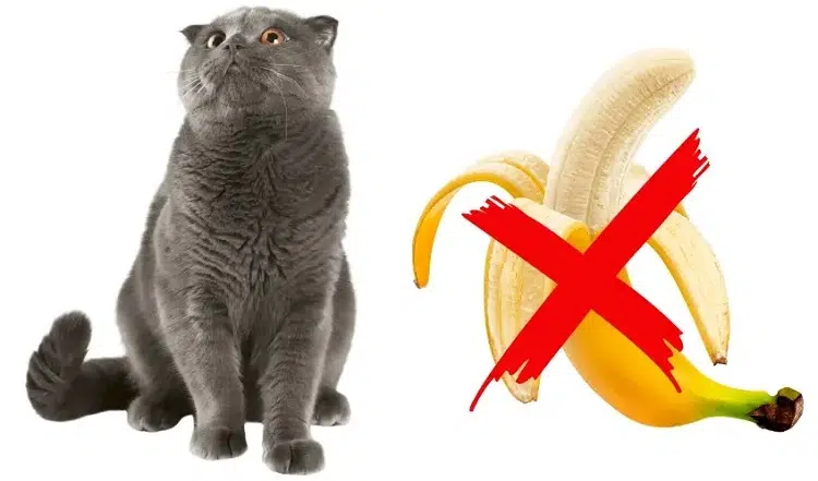 pourquoi les chats n aiment pas les bananes