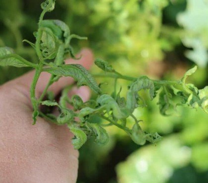 pourquoi les feuilles de tomates s'enroulent maladies autres causes courantes