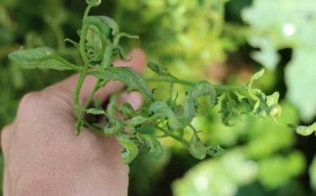 pourquoi les feuilles de tomates s'enroulent maladies autres causes courantes