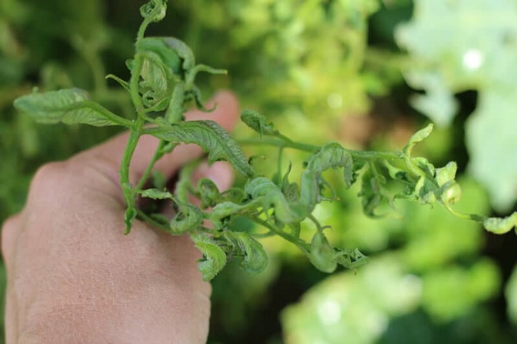 pourquoi les feuilles de tomates s'enroulent maladies autres causes courantes