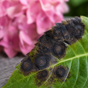 Feuilles d'hortensia atteintes de maladie fongique avec taches noires et nécroses