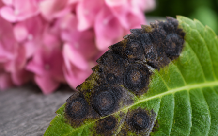 Feuilles d'hortensia atteintes de maladie fongique avec taches noires et nécroses