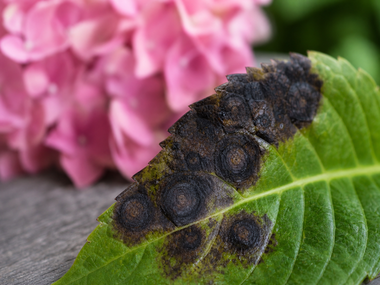 Feuilles d'hortensia atteintes de maladie fongique avec taches noires et nécroses
