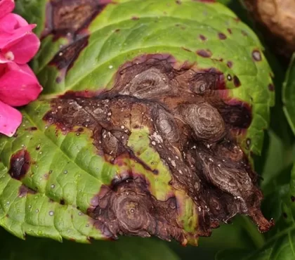 pourquoi les feuilles d'hortensia noircissent causes solutions maladies fongiques hortensia feuilles noires