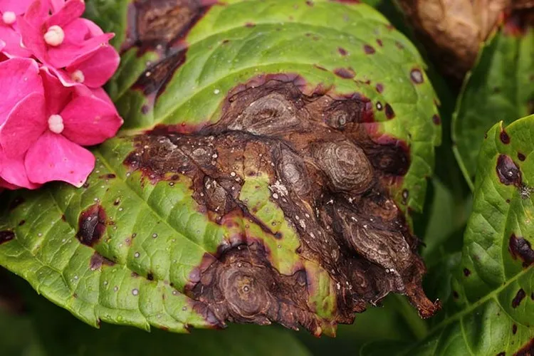 pourquoi les feuilles d'hortensia noircissent causes solutions maladies fongiques hortensia feuilles noires
