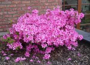 pourquoi mon azalee japonaise ne fleurit pas