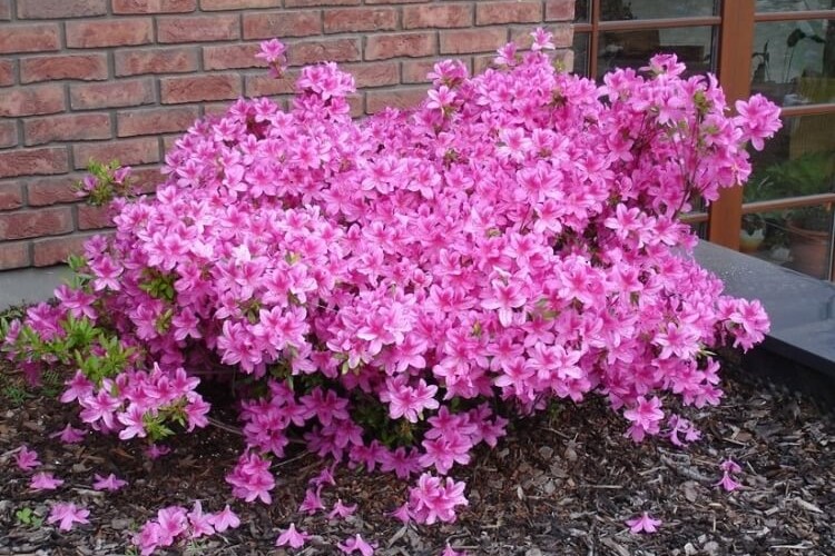 pourquoi mon azalee japonaise ne fleurit pas