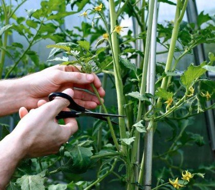 pourquoi tailler ou ne pas tailler les plants de tomates quelle feuille enleve plant de tomate conseils entretien taille effeuillage