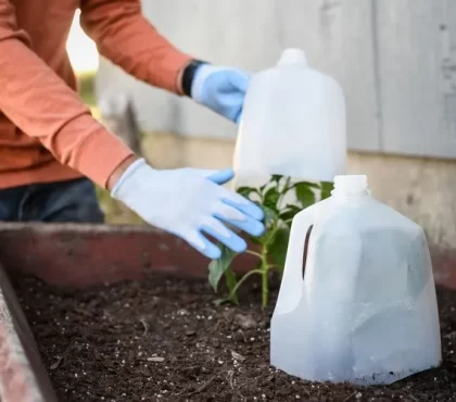 protection des plantes des gelées tardives avril comment couvrir ses plantes contre le gel printemps