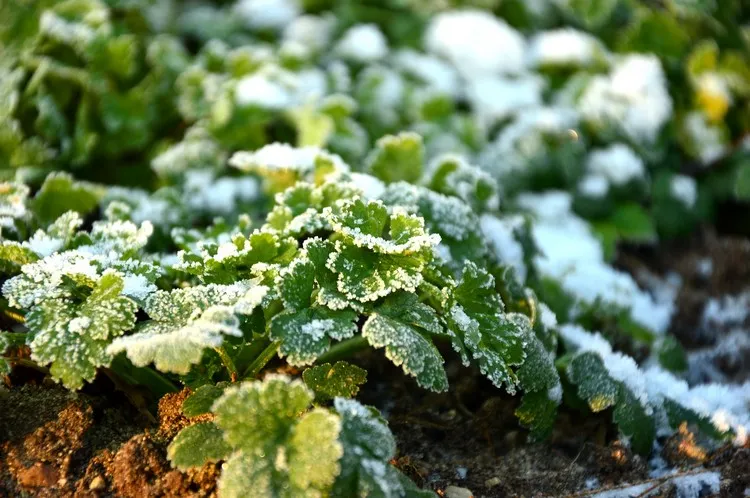 protéger les plantes des gelées tardives avril comment protéger les plantes du gel au printemps