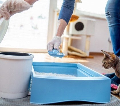 quand changer la litiere chat comment nettoyer le bac et la caisse litière facilement trucs astuces