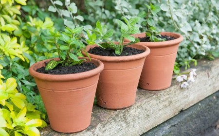 quand comment planter de la menthe pots terre cuite fiche