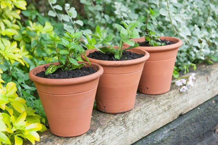 Menthe : la cultiver en pot ou au jardin