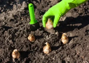 quand et comment planter des bulbes d'été méthode simple