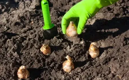 quand et comment planter des bulbes d'été méthode simple