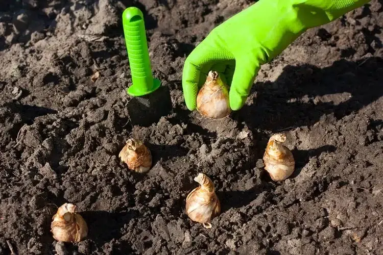 quand et comment planter des bulbes d'été méthode simple