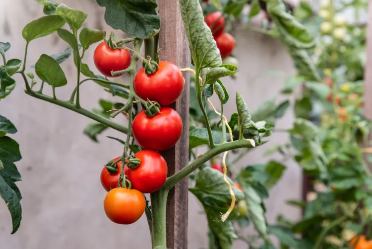 quand faut il planter les tomates 2023