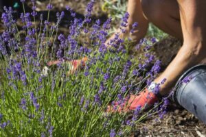 quand planter la lavande en pleine terre