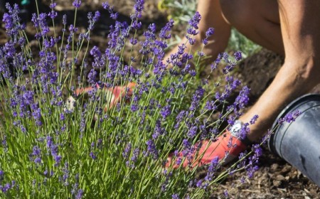 quand planter la lavande en pleine terre