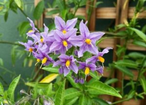 quand planter solanum jasminoide en pot ou pleine terre comment planter et entretenir