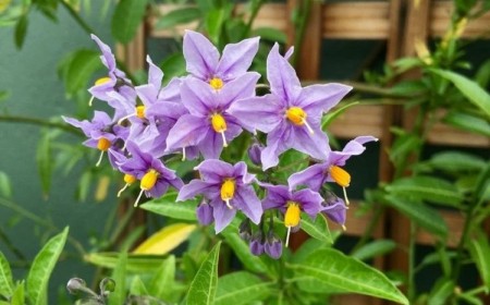 quand planter solanum jasminoide en pot ou pleine terre comment planter et entretenir